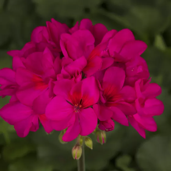 Tango™ Violet