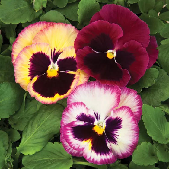 Colossus™ Rose Medley