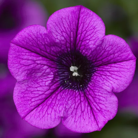 Dekko™ Deep Lavender Vein