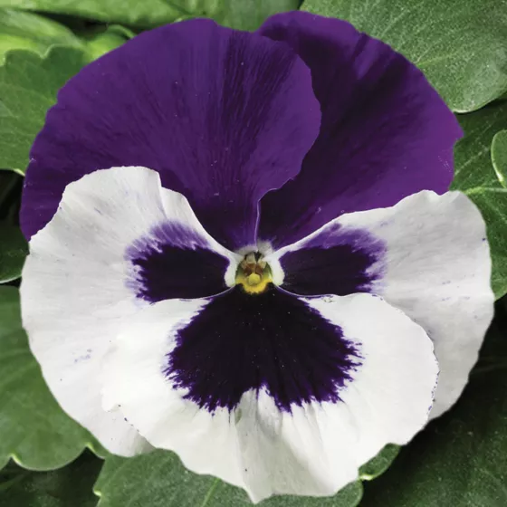 Colossus™ White with Purple Wing