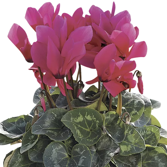 Sierra™ Synchro Deep Rose