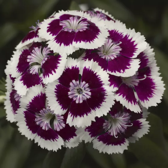 Diabunda® Purple Picotee