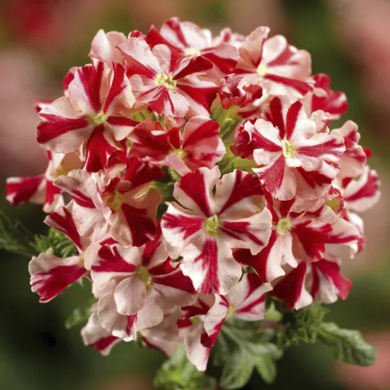 Lanai® Compact Red Star | Syngenta Flowers