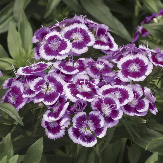 Barbarini® Purple Picotee