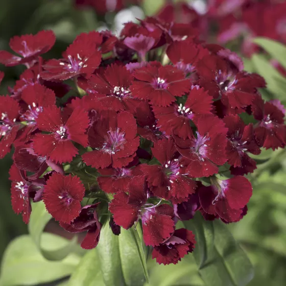 Barbarini® Red