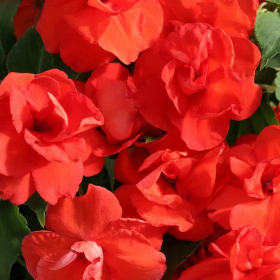 Athena™ Orange