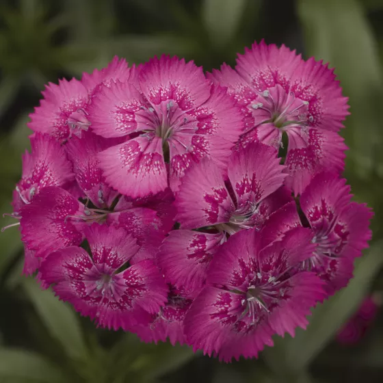 Diabunda® Rose