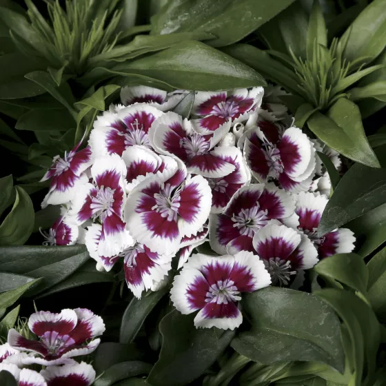 Barbarini® Red Picotee