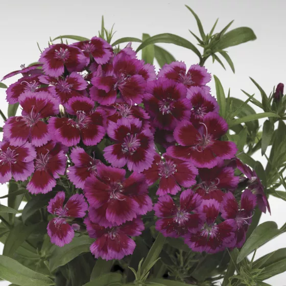 Barbarini® Red Rose Bicolor