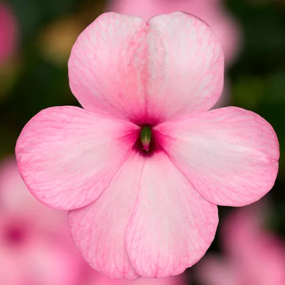 Imara® XDR Pink