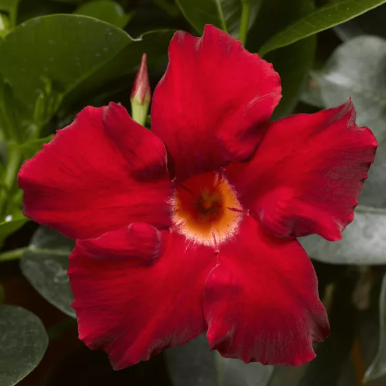 Madinia® Elegant Velvet Red