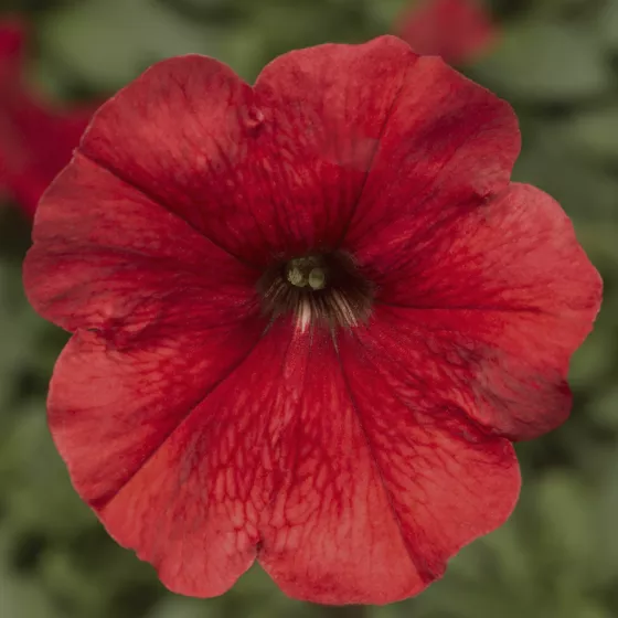 Damask™ Red