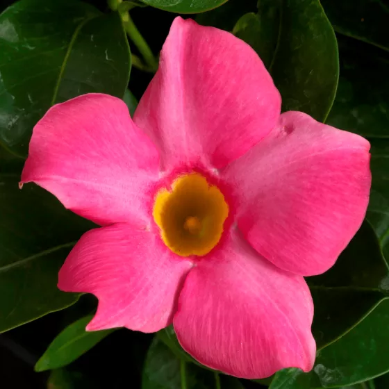 Madinia® Pink