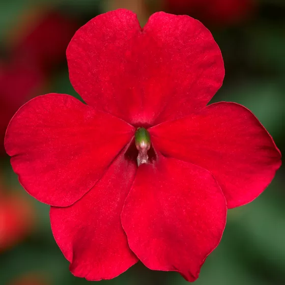 Imara® XDR Red