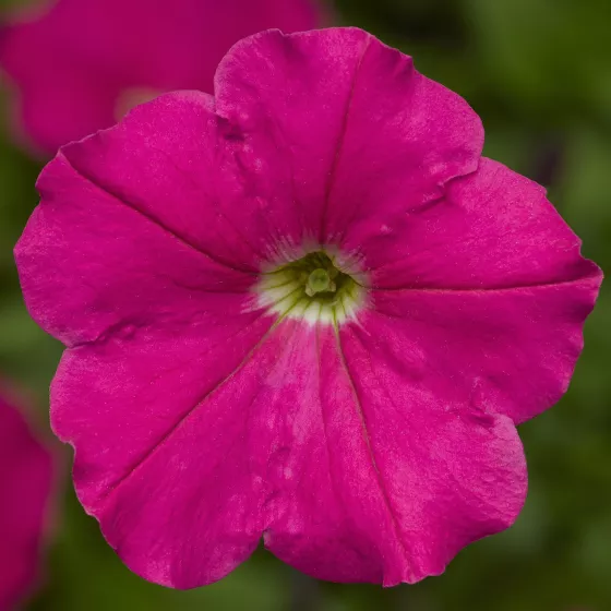 Damask™ Rose