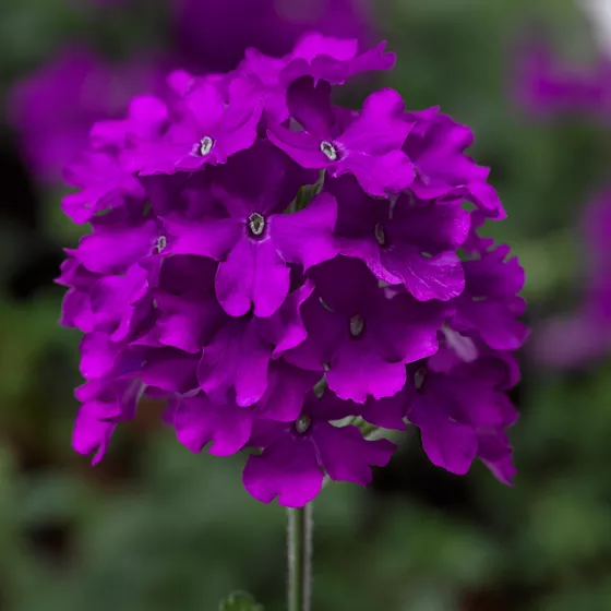 Lanai® Purple