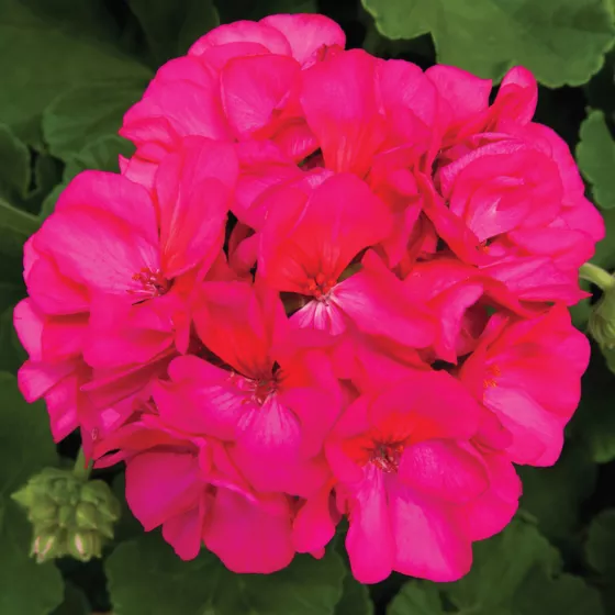 Rocky Mountain™ Violet