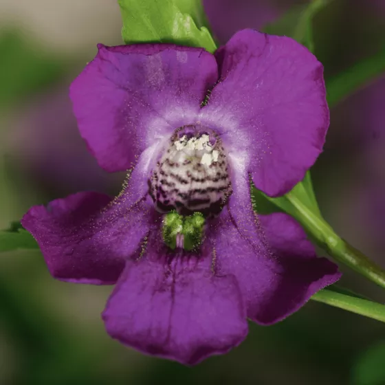 Carita™ Purple