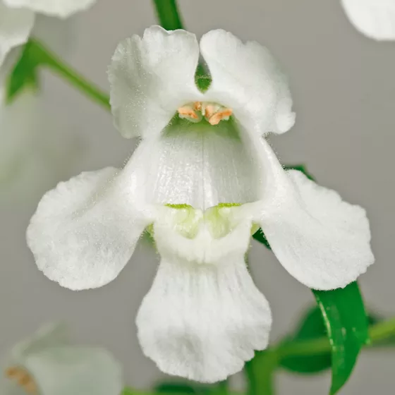 Carita™ Cascade White