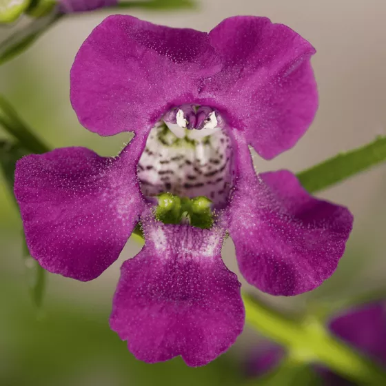 Carita™ Cascade Deep Purple