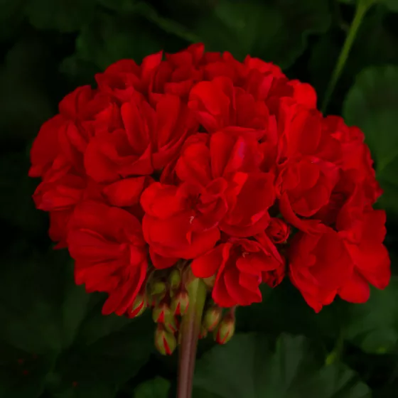 Tango™ Dark Red