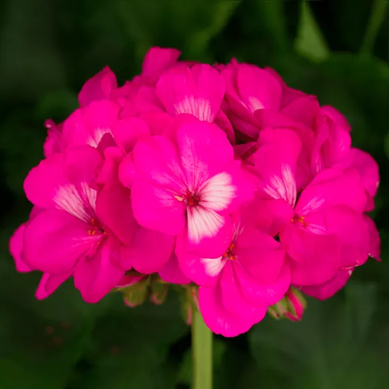 Tango™ Hot Pink