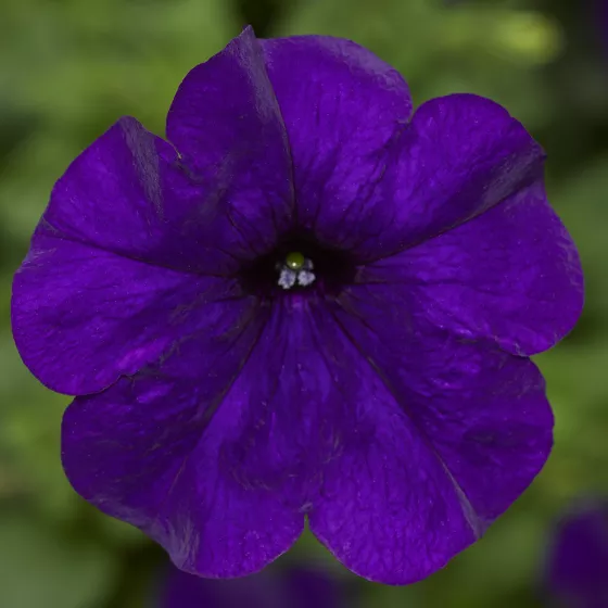 FotoFinish® Blue