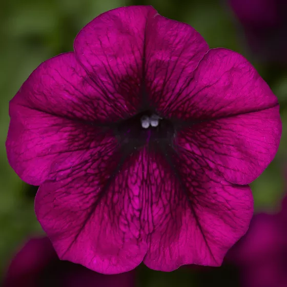 FotoFinish® Burgundy