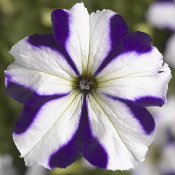 TriTunia™ Blue Star