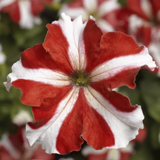 TriTunia™ Red Star