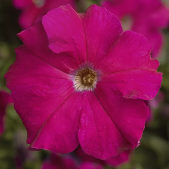 TriTunia™ Rose