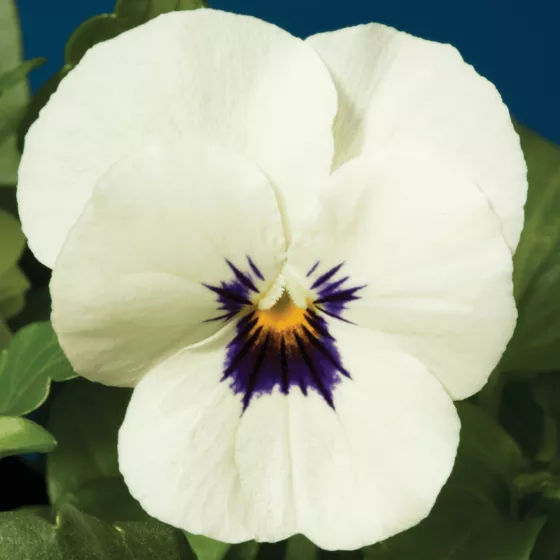 Penny™ White Blotch