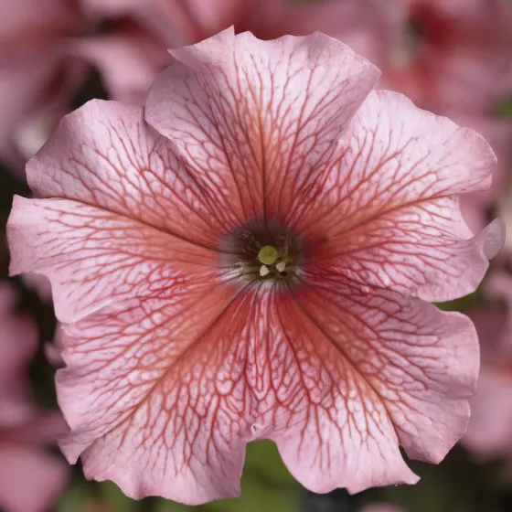 TriTunia™ Salmon Veined