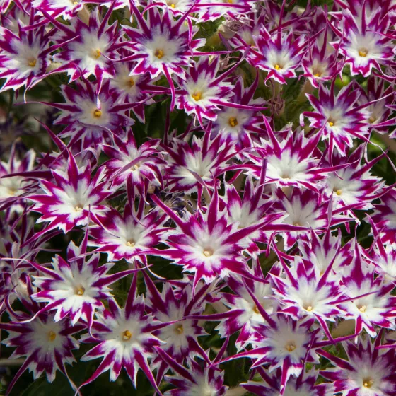 Popstars™ Purple with Eye | Syngenta Flowers