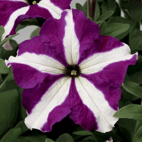 TriTunia™ Purple Star