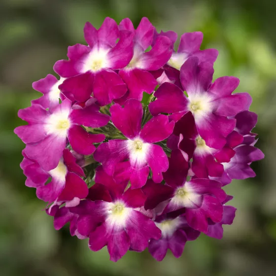 Lanai® Compact Violet with Eye