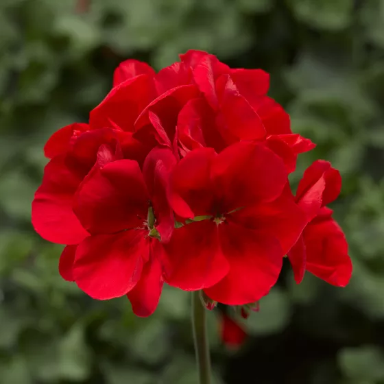 Calliope® Large Scarlet Fire