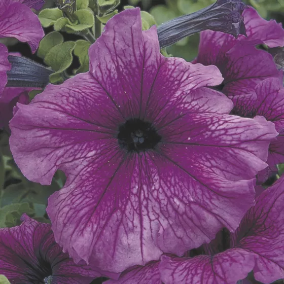TriTunia™ Plum