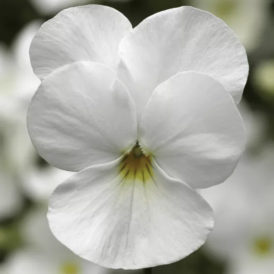 Deltini™ White