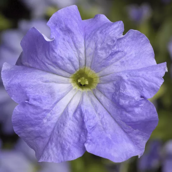 TriTunia™ Sky Blue