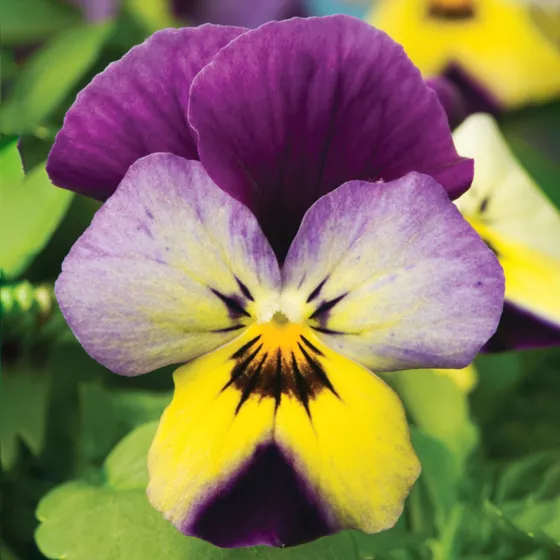 Endurio® Blue Yellow with Purple Wing