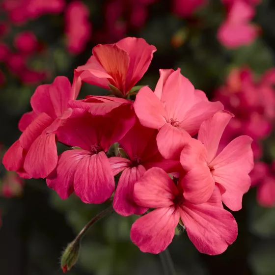 Caliente® Coral Salmon