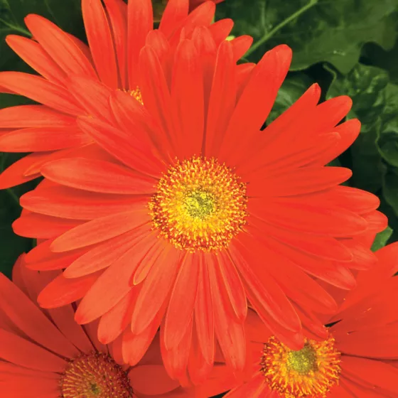 Jaguar™ Deep Orange