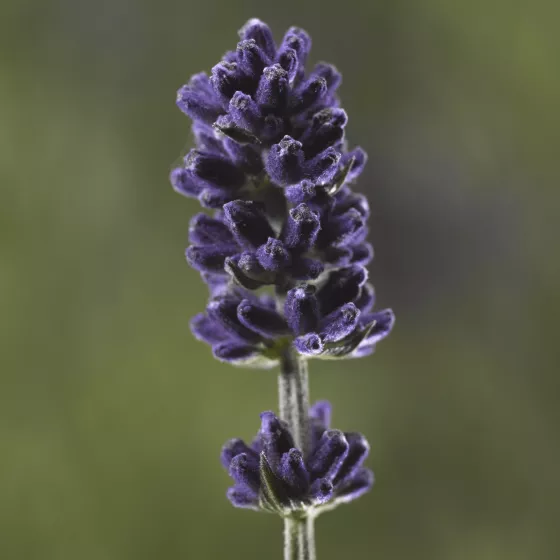 Scent™ Blue