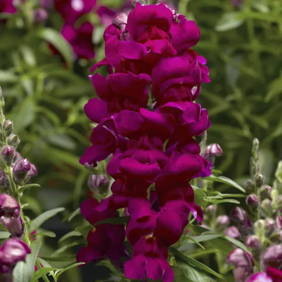 Snaptastic™ Magenta