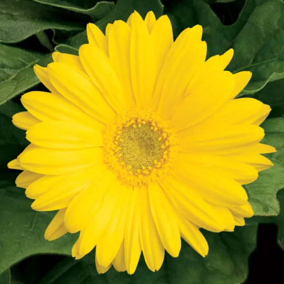 Jaguar™ Yellow