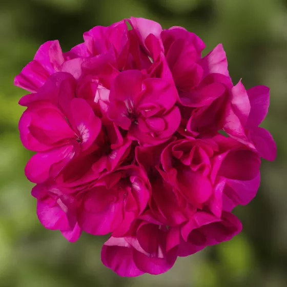 Mojo™ Dark Pink
