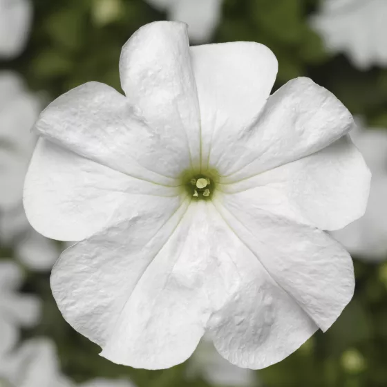 Duvet™ White