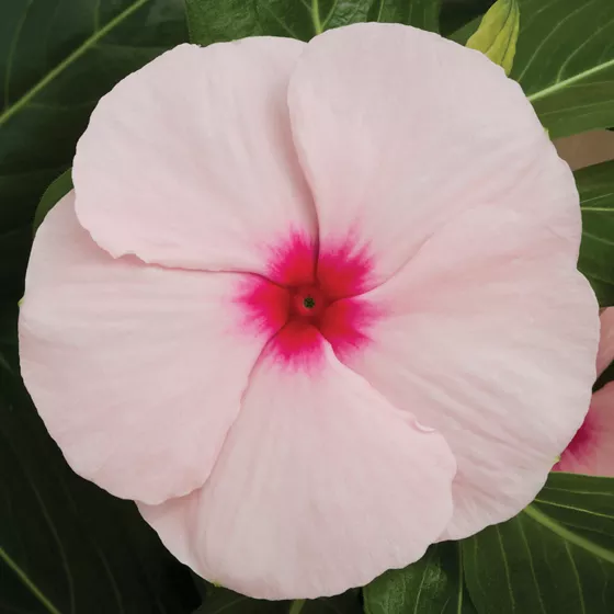 Cora® XDR Apricot