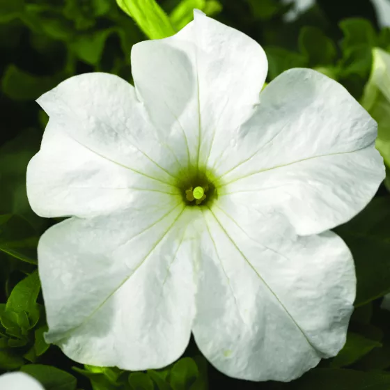TriTunia™ Fresh White
